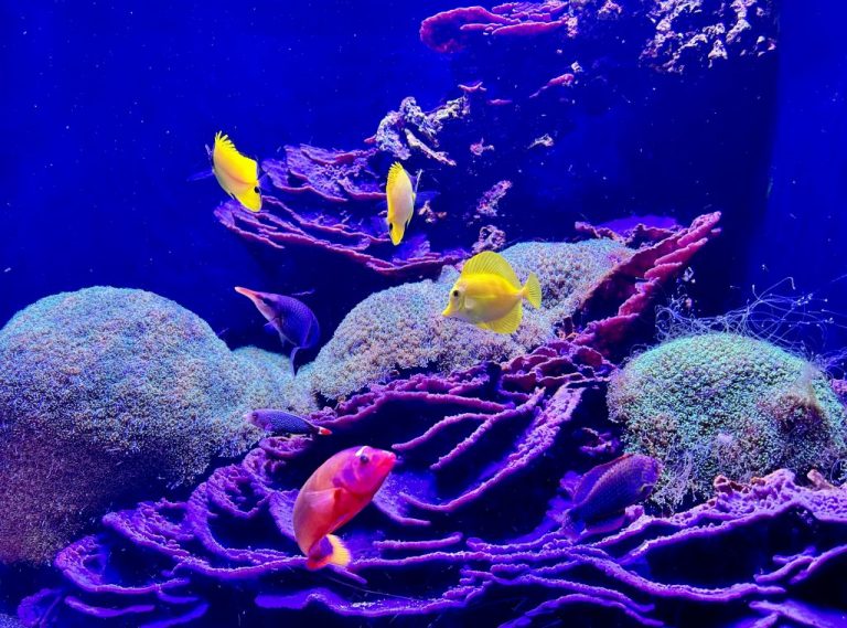 Reef Safe Fish Stocking Guide