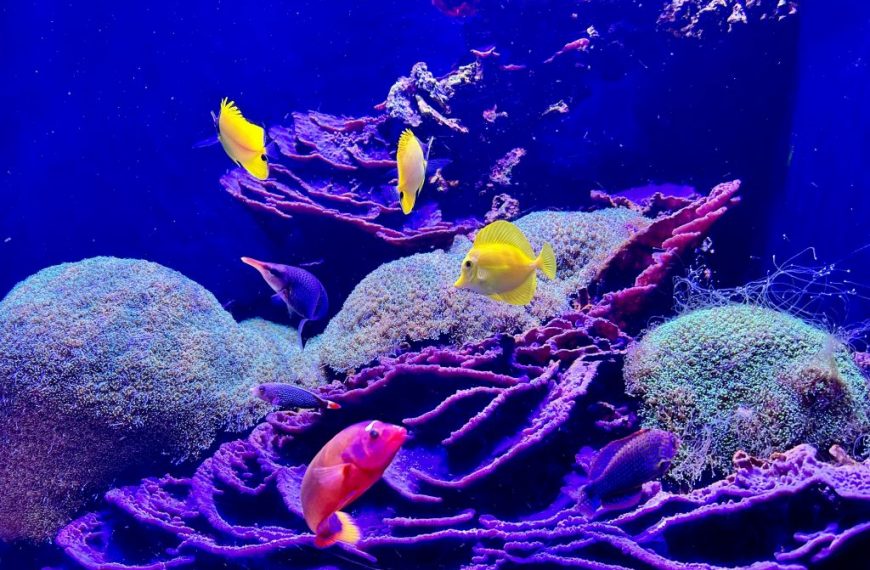 Reef Fish Pexels Eamme Fides Ebcas