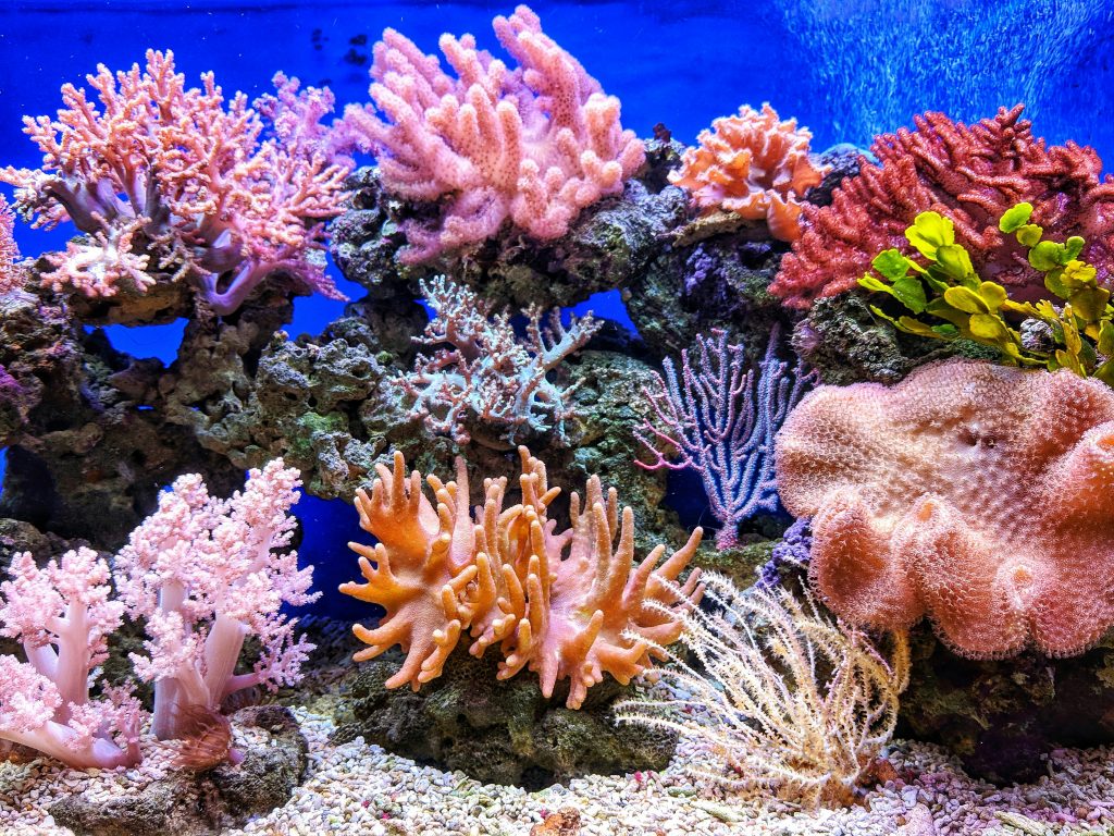 Soft Coral Pexels Qui Nguyen