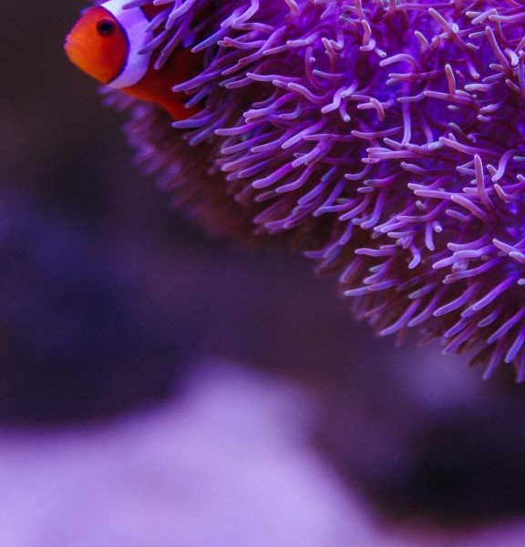 Beginner Saltwater Tank Stocking Ideas
