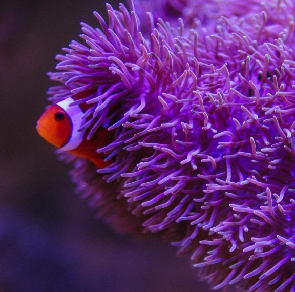 Starter Fish Pexels Babydov