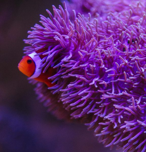 Beginner Saltwater Tank Stocking Ideas