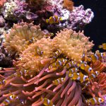 Starter Fish Pexels Hille Brand