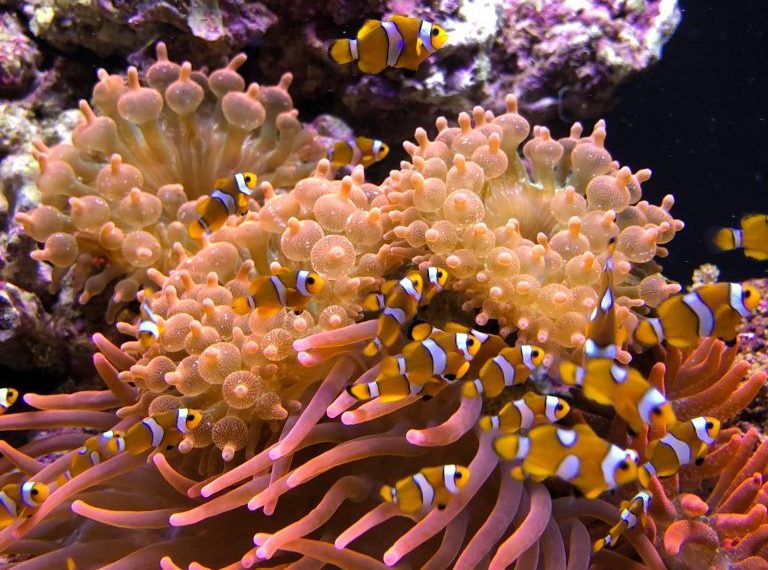 Starter Fish Pexels Hille Brand