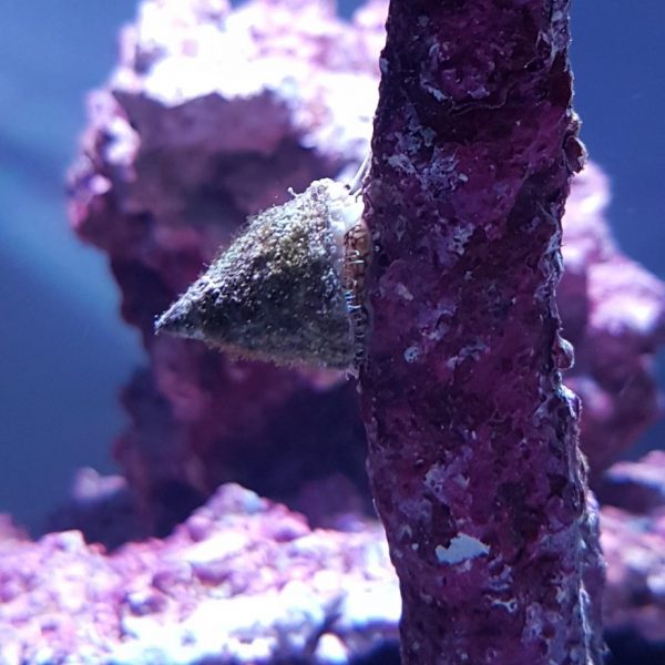 Clean Up Crew For Reef Tanks
