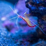 Skunk Cleaner Shrimp