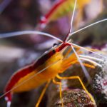 Skunk Scarlet Cleaner Shrimp