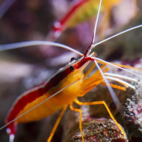 Scarlet Skunk Cleaner Shrimp (Lysmata Amboinensis)