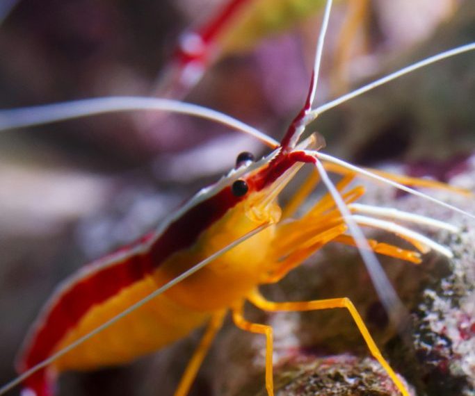 Skunk Scarlet Cleaner Shrimp