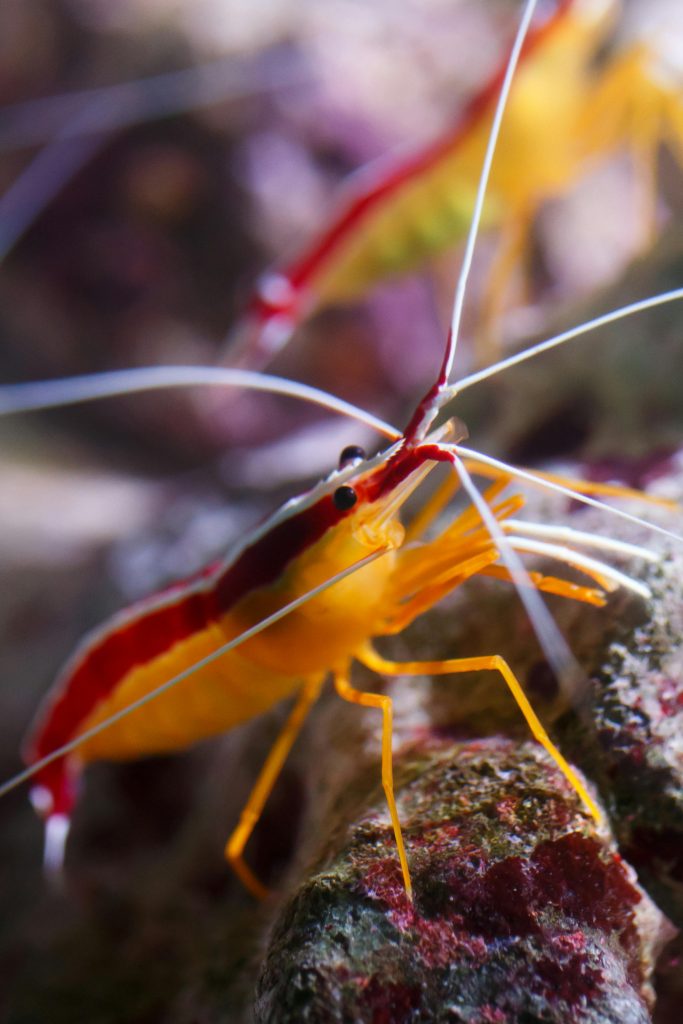Skunk Scarlet Cleaner Shrimp