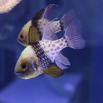 Sphaeramia Nematoptera