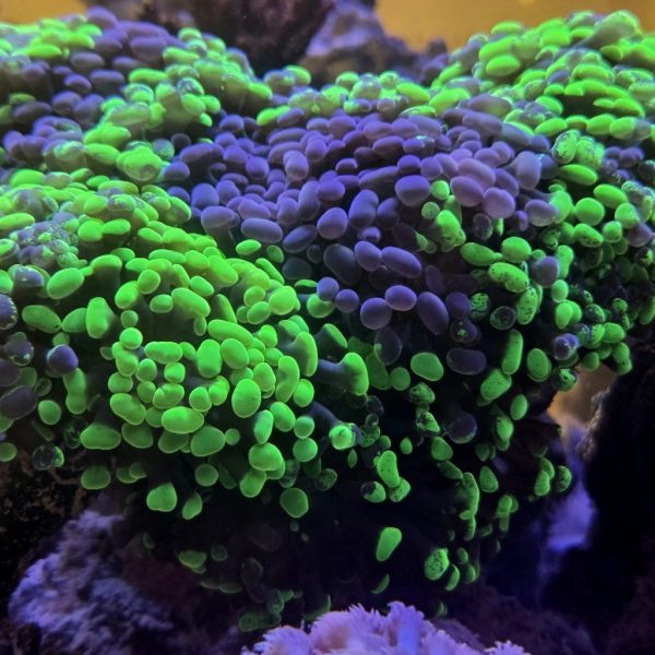Hammer Coral Care