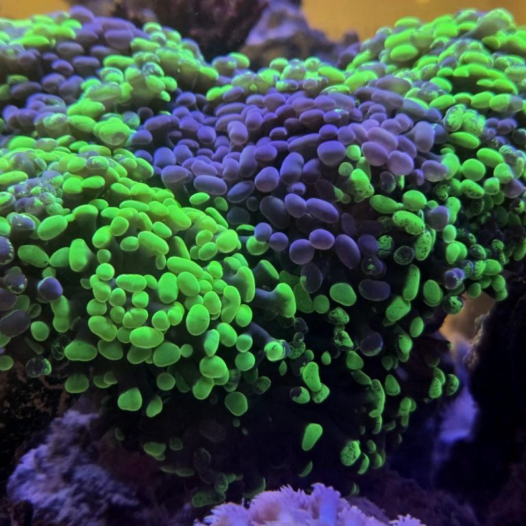 Hammer Coral Care