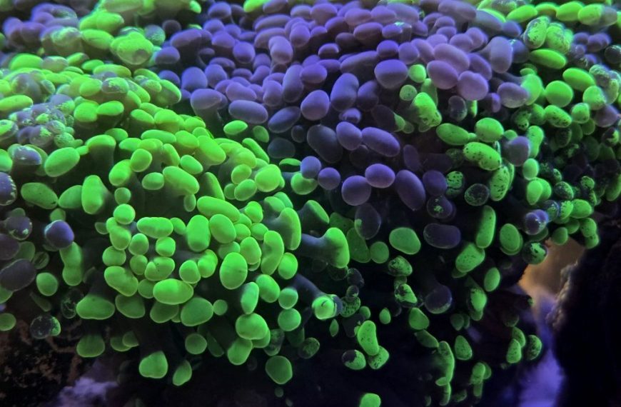 Splatter Hammer Coral