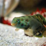 Spotted Mandarin Synchiropus Picturatus