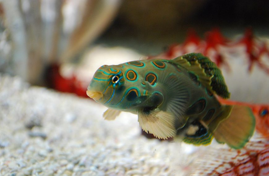 Spotted Mandarin Synchiropus Picturatus