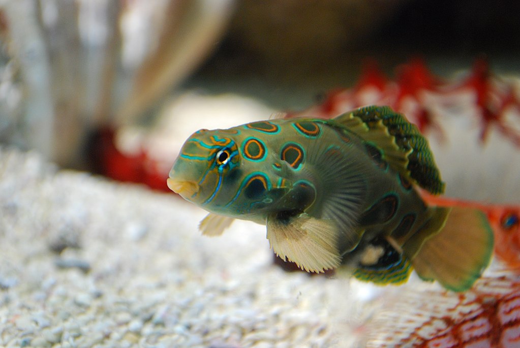 Spotted Mandarin Synchiropus Picturatus