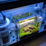 Sump Refugium
