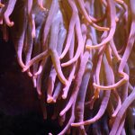 a close up of an anemone in the water