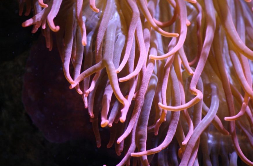 a close up of an anemone in the water