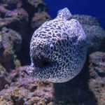 Tesselata Moray Eel