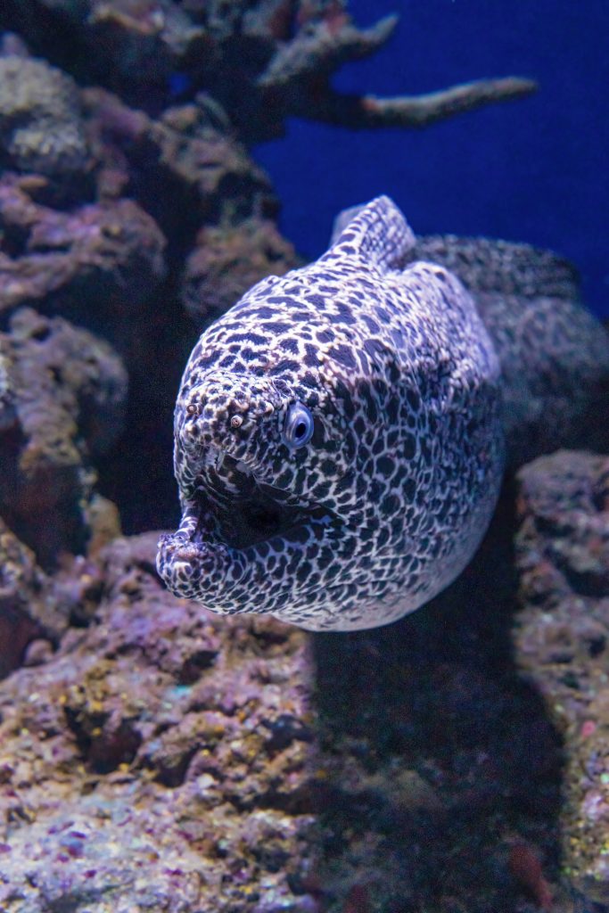 Tesselata Moray Eel