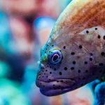 A close-up of a fish with black spots.