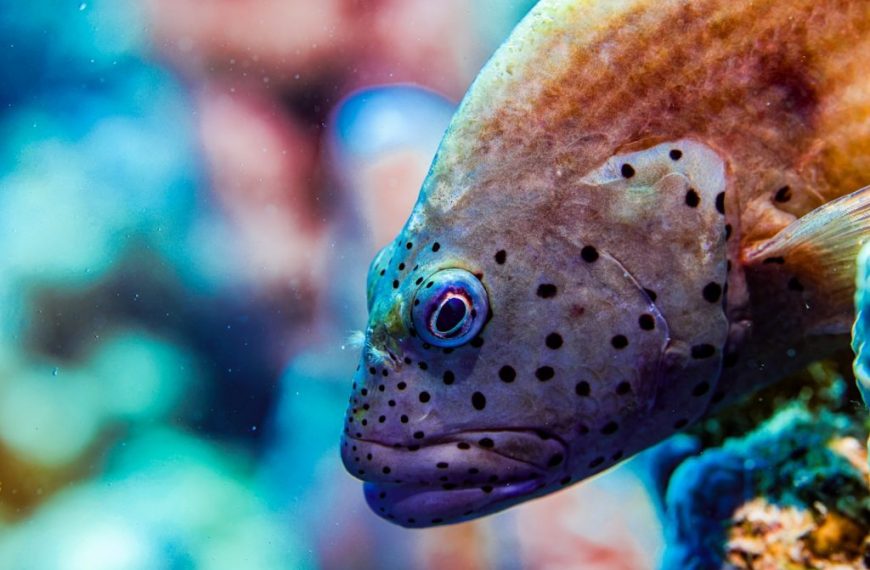 A close-up of a fish with black spots.