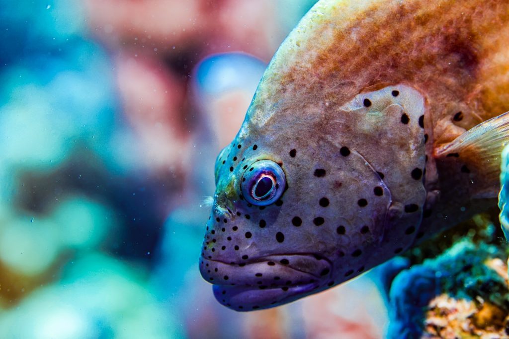 A close-up of a fish with black spots.
