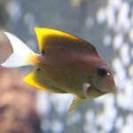 Tomini Ctenochaetus Tominiensis