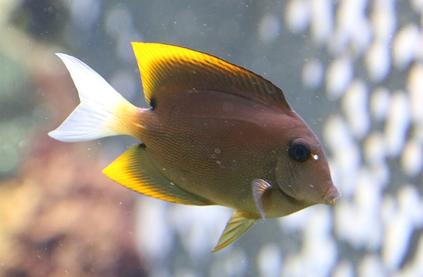 Tomini Ctenochaetus Tominiensis