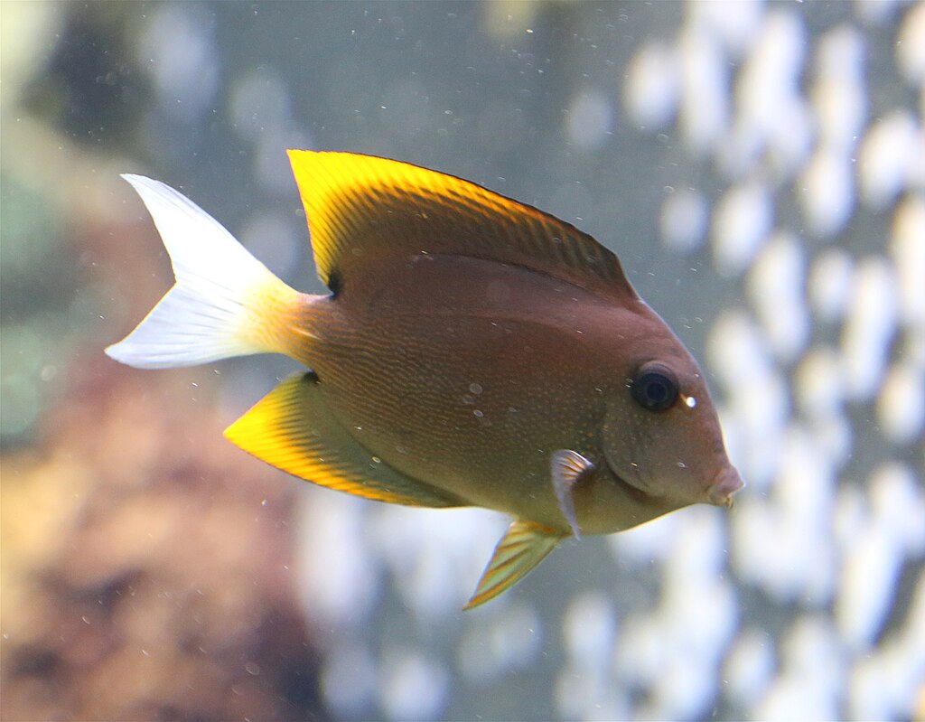 Tomini Ctenochaetus Tominiensis