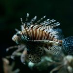 Volitan Lionfish