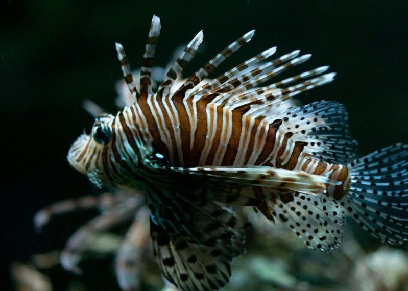 Volitan Lionfish