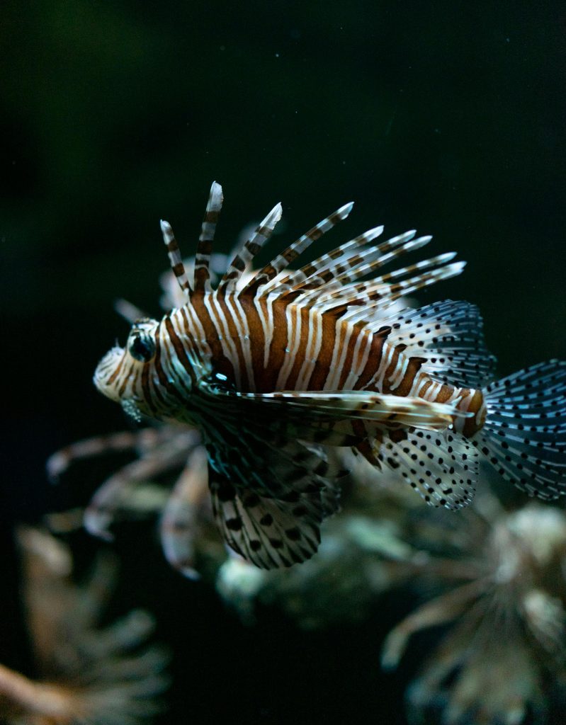 Volitan Lionfish