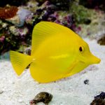 Yellow Tang