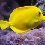 Yellow Tang Surgeonfish