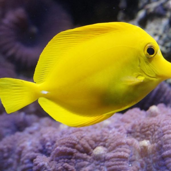 Yellow Tang (Zebrasoma Flavescens)
