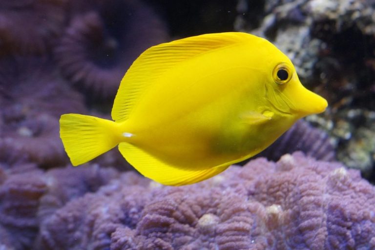 Yellow Tang (Zebrasoma Flavescens)