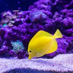 Yellow Tang
