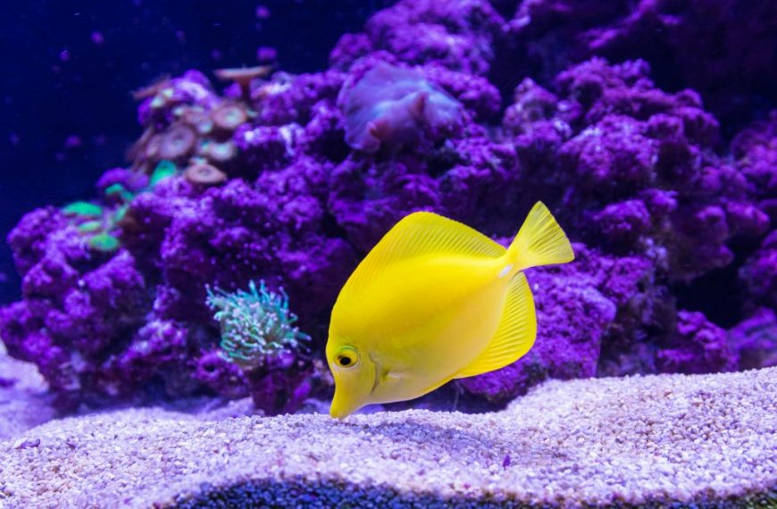 Yellow Tang