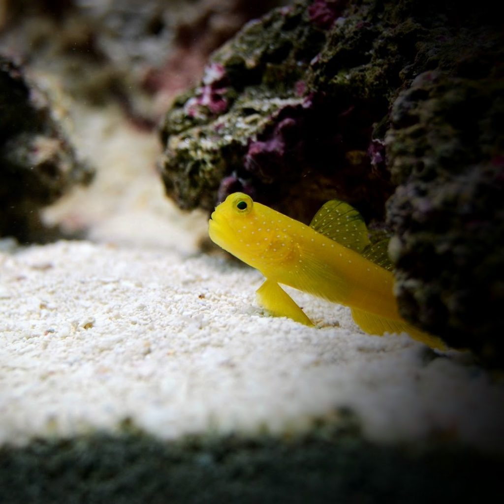 Yellow Watchman Goby 3