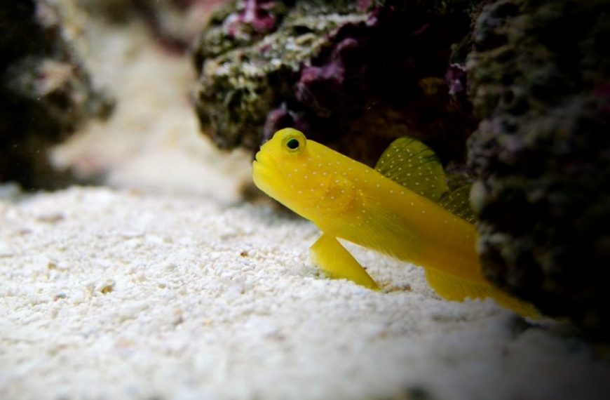 Yellow Watchman Goby 3