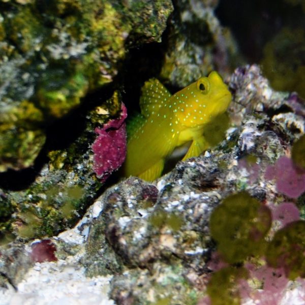 Yellow Watchman Goby (Cryptocentrus Cinctus)