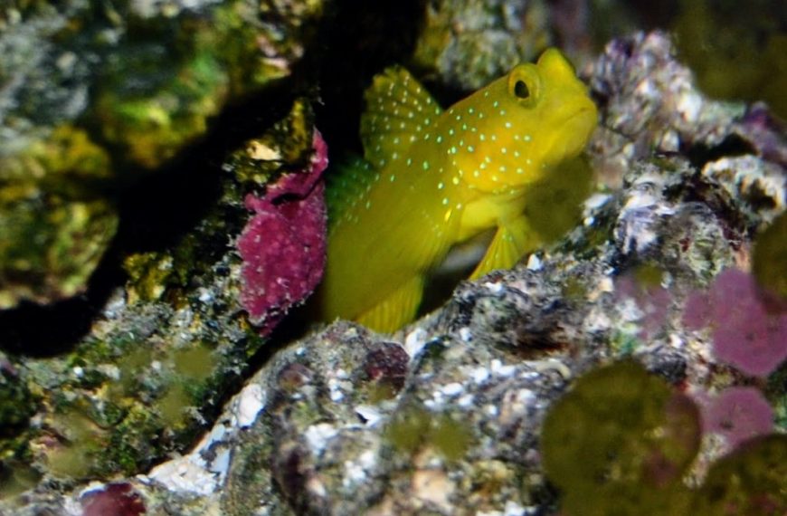 Yellow Watchman Goby (Cryptocentrus Cinctus)