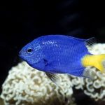 Yellowtail Damselfish