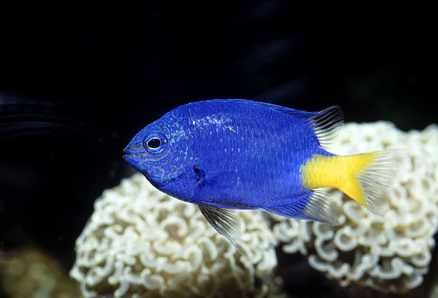 Yellowtail Damselfish