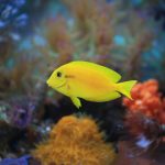 Young Orangeshoulder Tang
