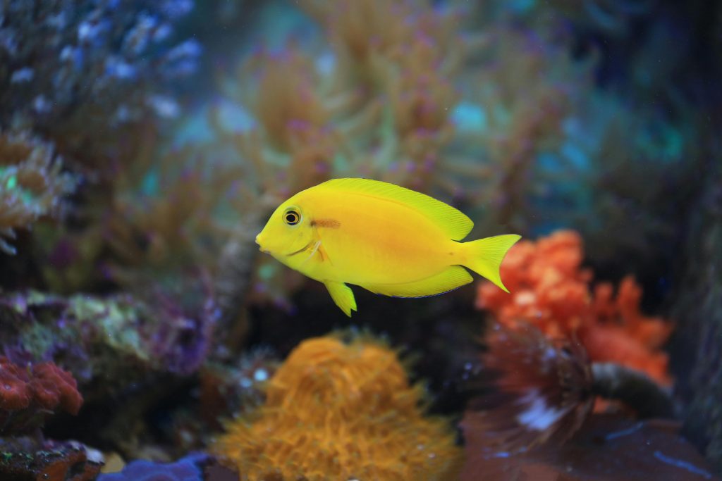 Young Orangeshoulder Tang