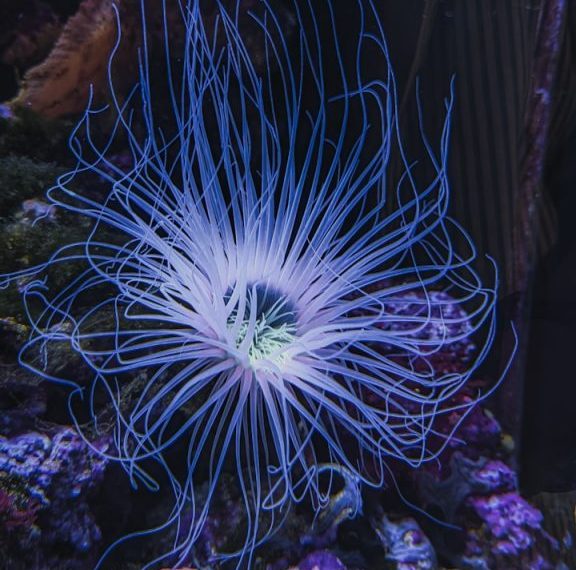 A glowing blue sea anemone with long tentacles.
